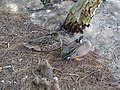 Cypress Pond Aviary exhibit