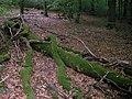 Fagus sylvatica