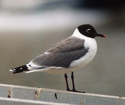 Foto van een Franklins Meeuw