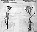 John Gerard (1545-1612): The Herball or Generall Historie of Plantes. London, 1633.