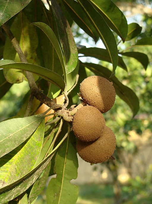 Frutos del níspero criollo