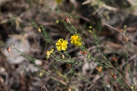 Tập_tin:Fumana_procumbens-Fumana_couchée-Fleurs-20140806.jpg