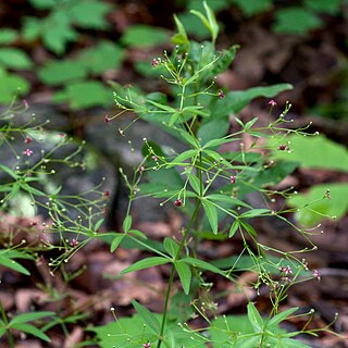 <i>Galium arkansanum</i> Species of plant