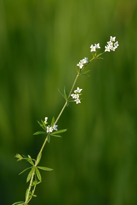 Galium uliginosum