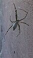 Garden spider Argiope aurantia.jpg