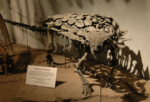 Gargoyleosaurus.png 