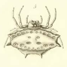 Gasteracantha gambeyi Simon 1877.png