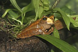 Gastrotheca cornuta