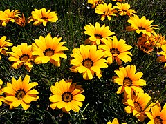 Gazania pectinata