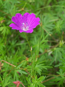 Geranium sanguineum