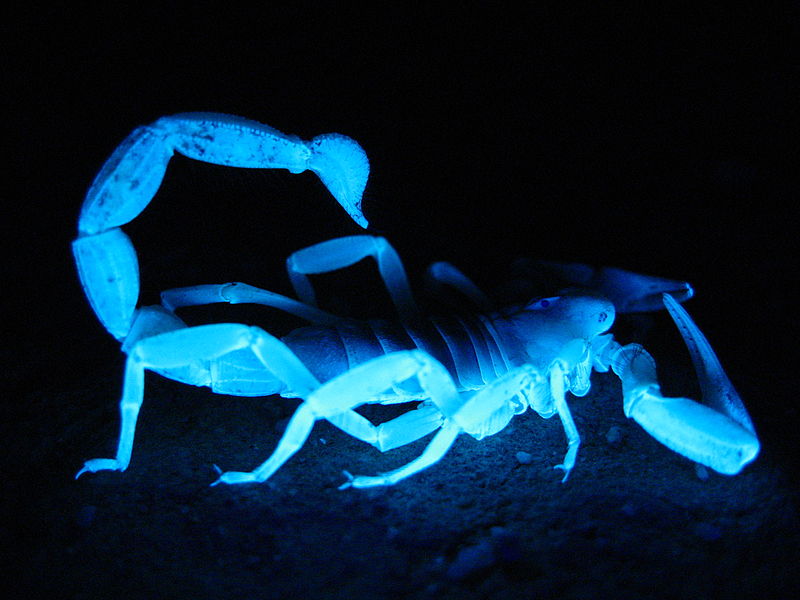 File:Giant hairy scorpion, Twentynine Palms, Ca 2821 RobbHannawacker.jpg