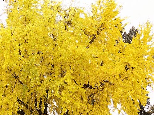 Ginkgo Biloba a Firenze (piazzale Michelangelo).jpg