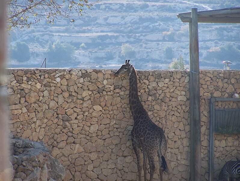 File:Giraffa in Jerusalem Biblical Zoo.JPG