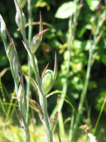 File:Gladiolus byzantinus fruits.jpg