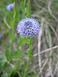 Miniatura para Globularia punctata