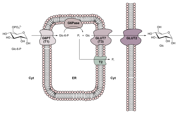 Glucose-6-phosphatase system.svg
