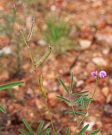 Glycine canescens flowers and fruit.jpg