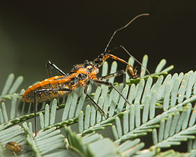 Insect: assassin bug piercing its prey with its rostrum