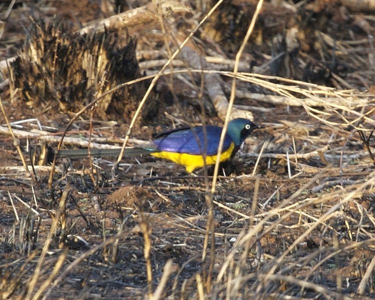 File:Golden-breasted starling (Lamprotornis regius) - Flickr - Lip Kee (2).jpg