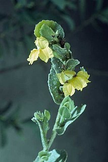 <i>Goodenia amplexans</i> Species of plant