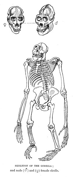 Ficheiro:GorillaSkeleton.jpg