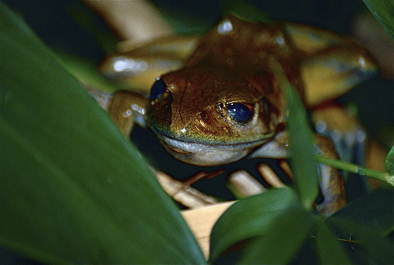 File:Goudot's Bright-eyed Frog (Boophis goudotii) closing eyes (9644989869).jpg