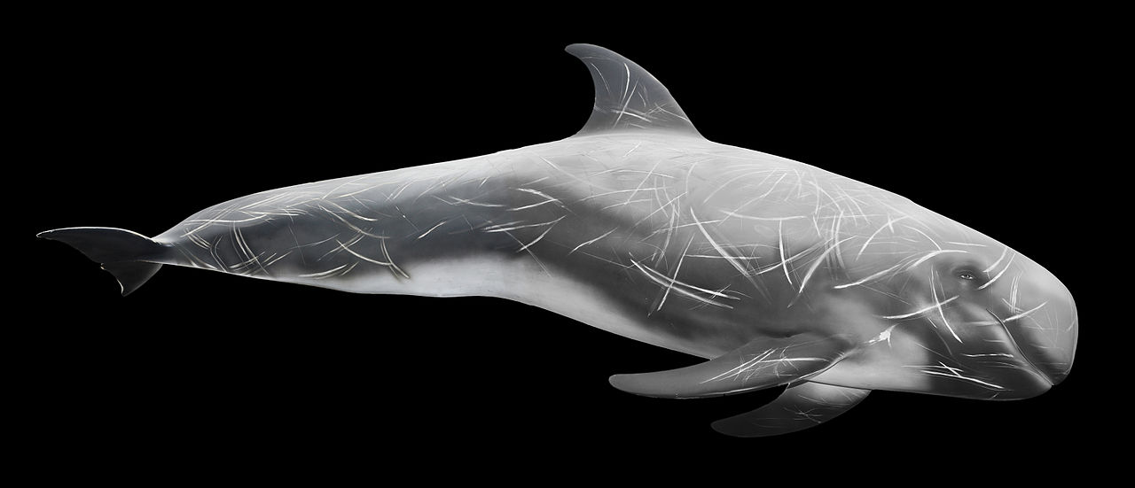 Grampus griseus Reconstitution.jpg