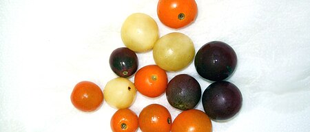 Tập_tin:Grape_tomatoes_-_various_colors_upon_ripening.jpg