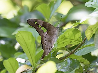 <i>Graphium empedovana</i> Species of butterfly