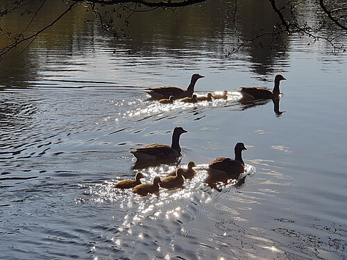 two duck families on a pond near Ebersberg