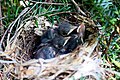 Gray-catbird-hatchlings.jpg