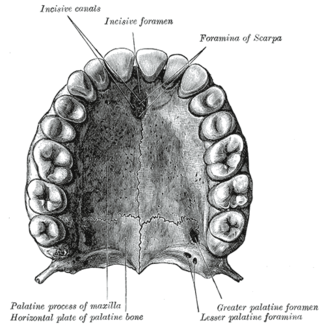 <span class="mw-page-title-main">Incisive foramen</span> Opening of the incisive canals on the hard palate immediately behind the incisor teeth