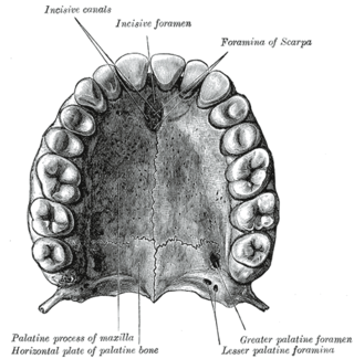 <span class="mw-page-title-main">Incisive canals</span> Two lateral canals in the incisive foramen