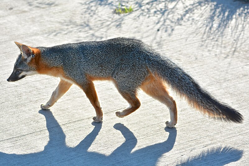 File:Gray fox (23189722965).jpg