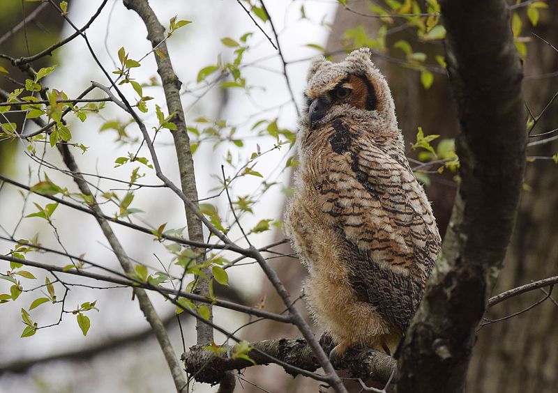 File:Great Horned Owl youngster - 1st day of emergence (26106440210).jpg