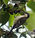 Vignette pour Mésange indienne