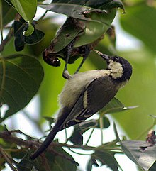 Cinereous tit (Parus cinereus) hanging from a leaf and gleaning. Great Tit- Kolkata I2 IMG 5877.jpg