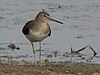 Green Sandpiper (Tringa ochropus) W IMG 6454.jpg