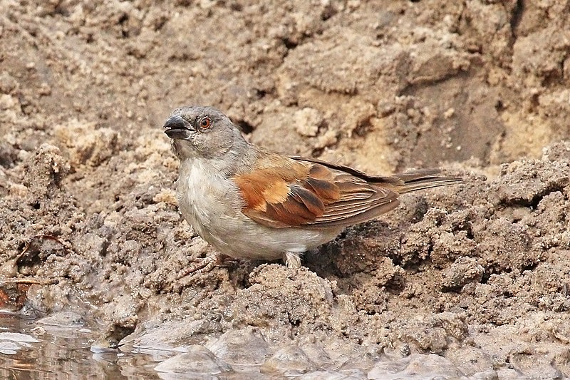 File:Grey-headed sparrow (Passer griseus griseus).jpg
