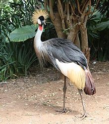 A Grey Crowned Crane at Mitchell Park Grey Crowned Crane Mitchell Park.JPG