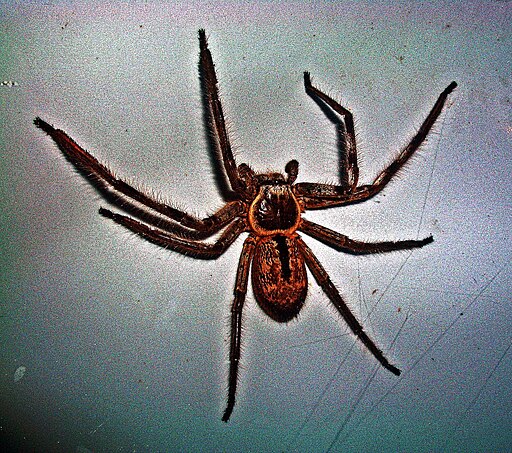  Grey Huntsman spider - Holconia immanis 