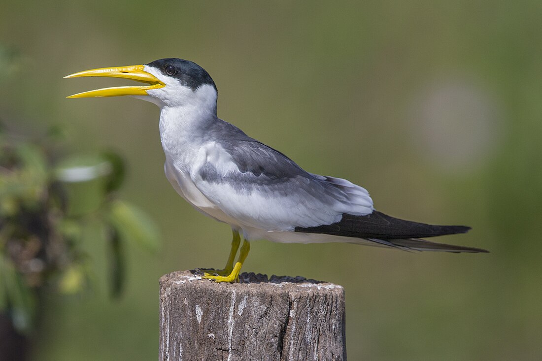 Large-billed tern