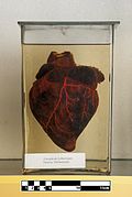 Guara wolf heart (Chrysocyon brachyurus).jpg