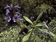Flowering at the Regional Parks Botanical Garden in Berkeley, CA. H20090509-0439--Salvia munzii --RPBG (40877853483).jpg