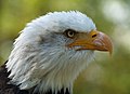   Bald eagle (Haliaeetus leucocephalus)