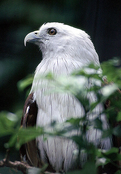 File:Haliastur indus, a Brahminy Kite (12644791075).jpg