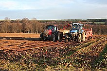 Harvesting beetroot in the United Kingdom Harvesting - geograph.org.uk - 290336.jpg