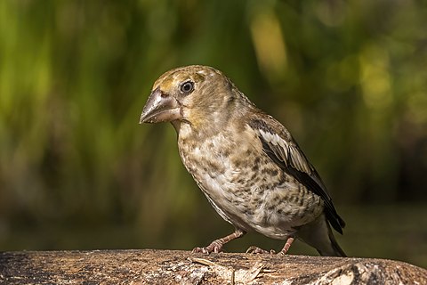 Hawfinch (Coccothraustes coccothraustes) juvenile