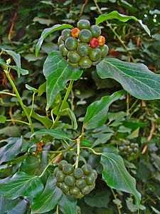 Hedera helix Infrutescence