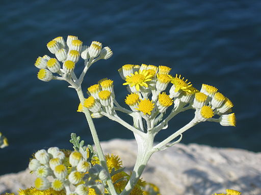 Helichrysum italicum (corsica)